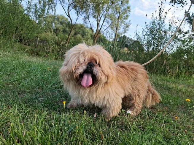 Piki ok 4 let piesek w typ pekińczyka do adopcji Bełchatów