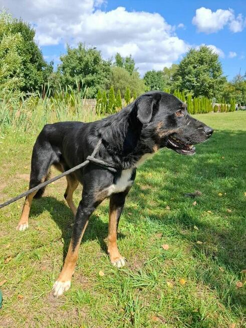 Pilne!! Oleg ok 2/3 let.mały piesek do adopcji Bełchatów