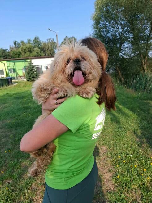 Piki ok 4 let piesek w typ pekińczyka do adopcji Bełchatów