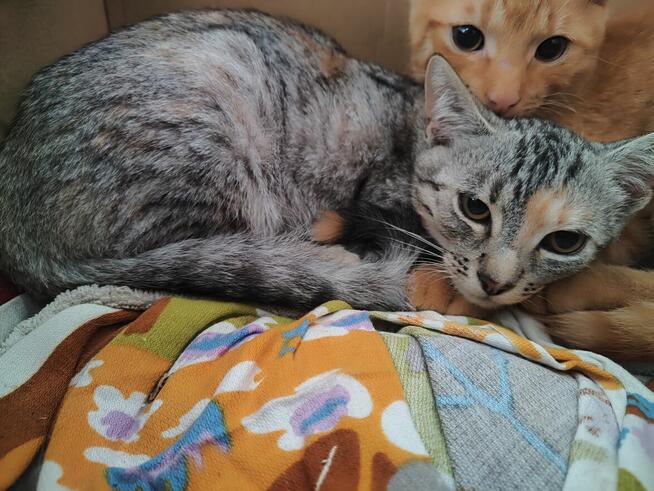 Śnieżka do adopcji