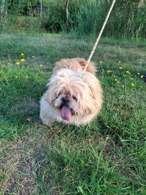 Piki ok 4 let piesek w typ pekińczyka do adopcji Bełchatów