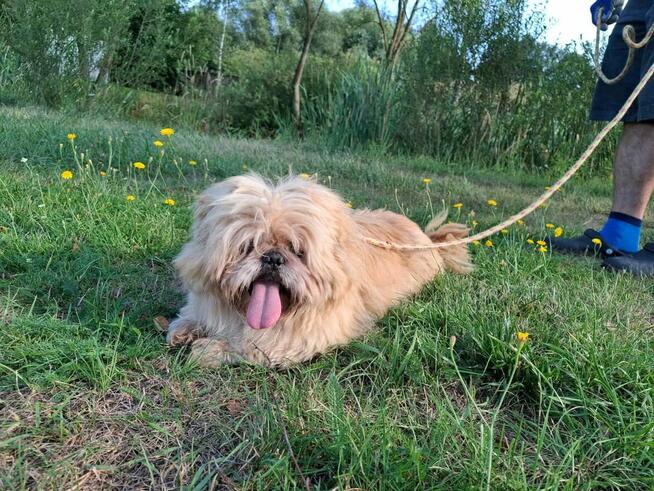 Piki ok 4 let piesek w typ pekińczyka do adopcji Bełchatów