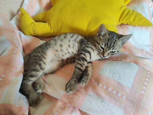 Amir do adopcji