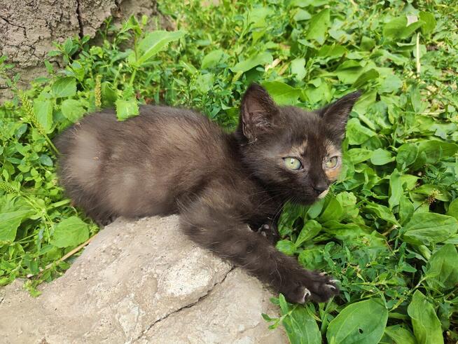 Eris do adopcji