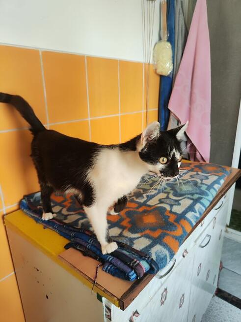 Judyta do adopcji