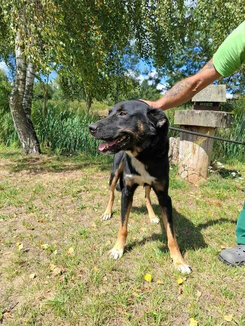 Pilne!! Oleg ok 2/3 let.mały piesek do adopcji Bełchatów