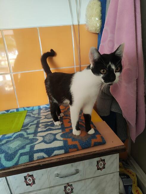 Judyta do adopcji