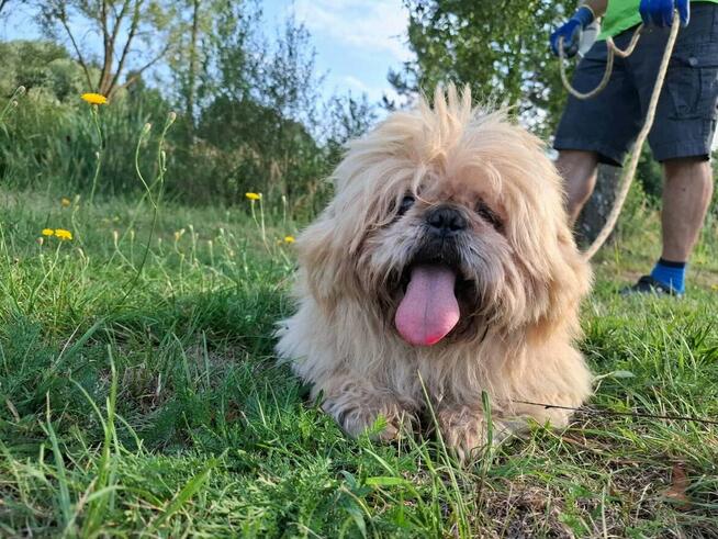 Piki ok 4 let piesek w typ pekińczyka do adopcji Bełchatów