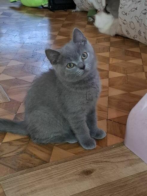 Kotek Brytyjski Brytyjczyk