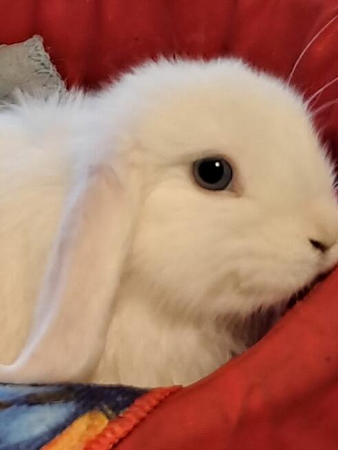 Białe baranki min lop