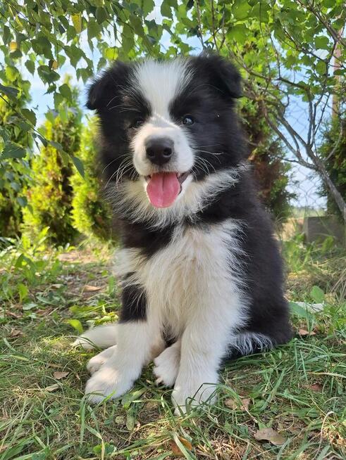 Border collie gotowe do odbioru