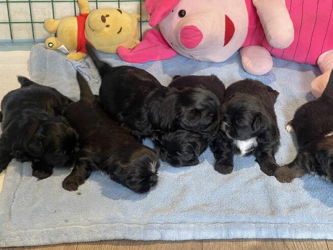 Shih tzu dziewczynki