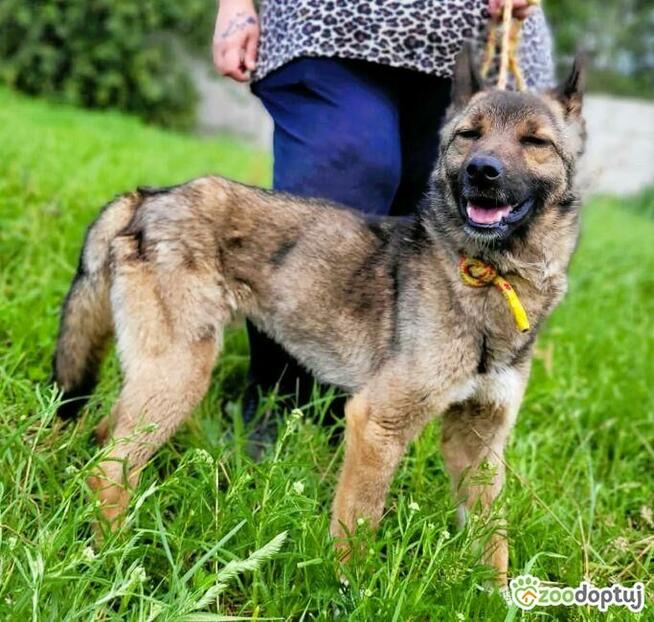 BONGO - wesoły psiak szuka najlepszego domu