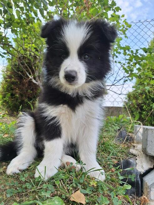 Border collie gotowe do odbioru