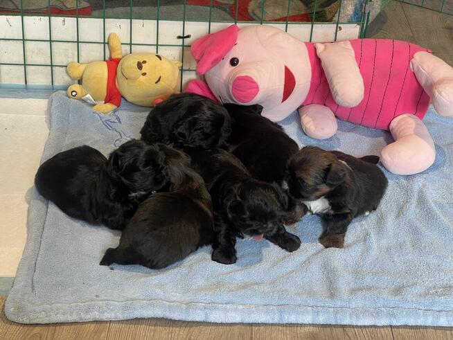 Shih tzu pieski