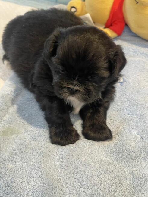 Shih tzu pieski