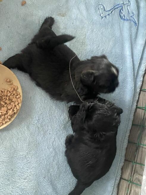 Shih tzu dziewczynki