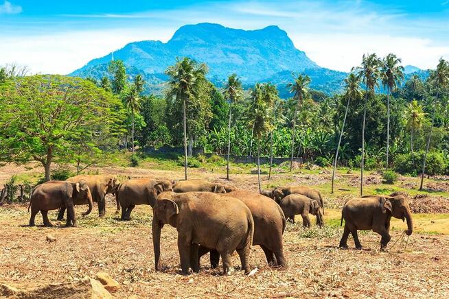 SRI LANKA – SZLAKIEM BUDDYJSKICH SKARBÓW