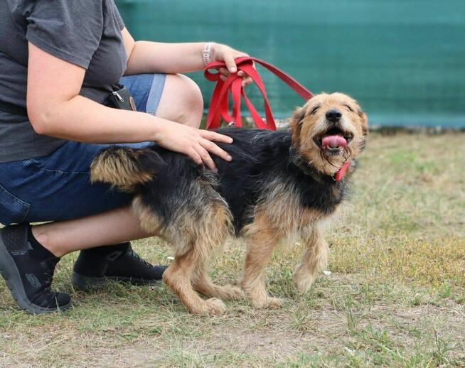 Towarzyski niewielki psiak Snoopy