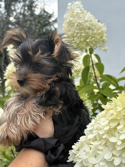 Yorki Miniaturki