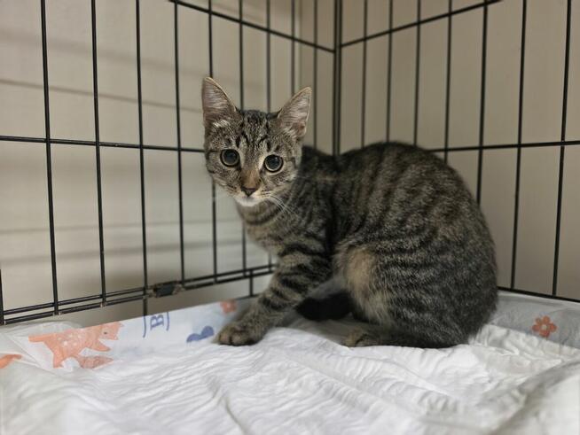 Przepiękna, młodziutka burasia czeka na swój dom A07/556