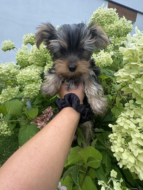 Yorki Miniaturki
