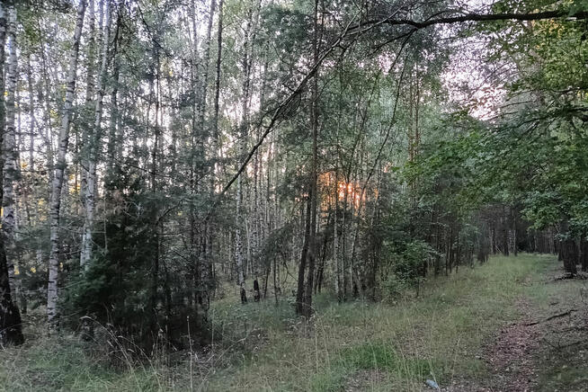 Zadrzewiona działka mała las - Kosiory - 19 a - numer 576