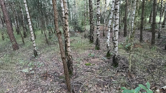 Zadrzewiona działka mała las - Kosiory - 19 a - numer 576