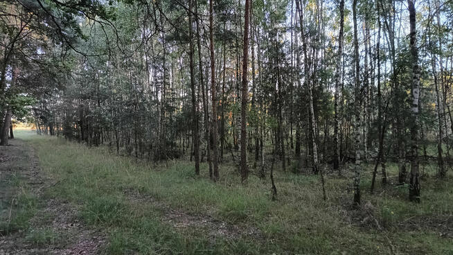 Zadrzewiona działka mała las - Kosiory - 19 a - numer 576
