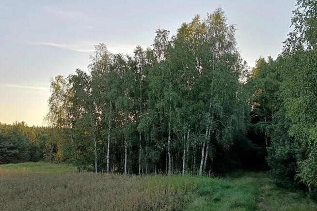 Zadrzewiona działka mała las - Kosiory - 19 a - numer 576