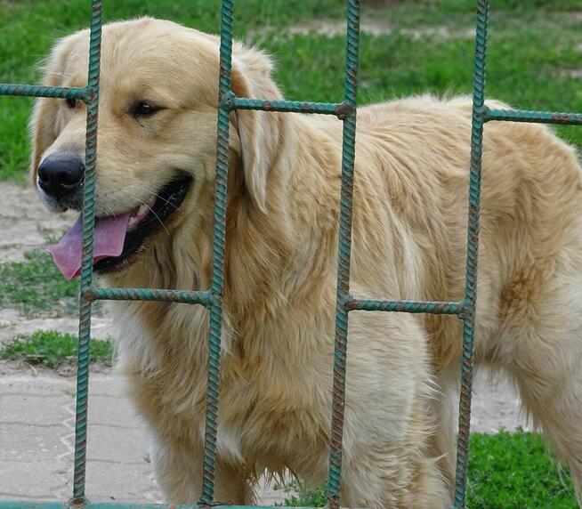 Golden retriever 17 miesięczny