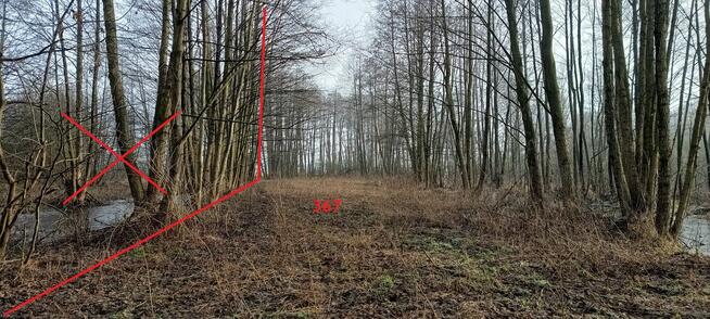 Łąka Kosiory 0,77 ha - częściowo zadrzewiona i z moczarami