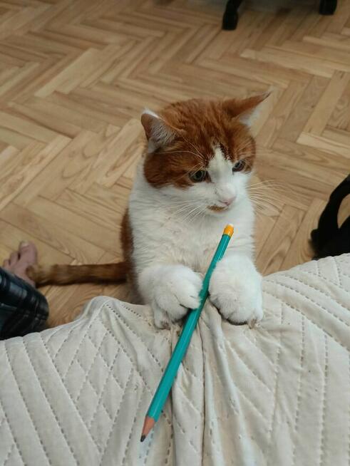Opiekun kotka idzie do domu opieki szuka domu Animals