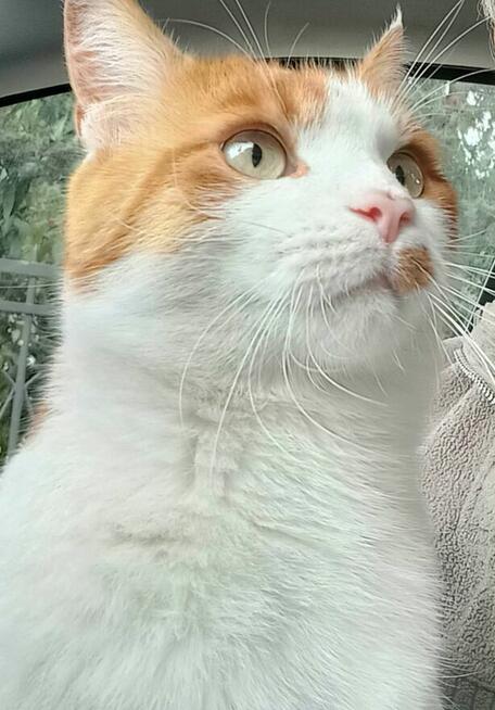 Opiekun kotka idzie do domu opieki szuka domu Animals
