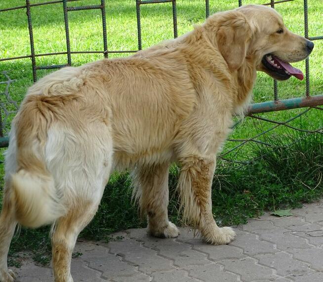 Golden retriever 17 miesięczny