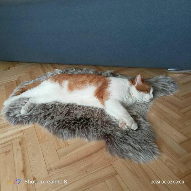 Opiekun kotka idzie do domu opieki szuka domu Animals