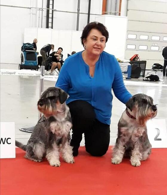 Sznaucer średni ZKwP/FCI - wyjątkowy rodowód