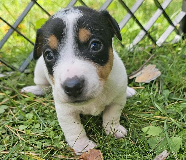 Szczeniaki Jack Russell Terrier