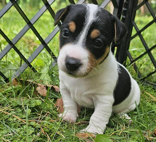 Szczeniaki Jack Russell Terrier