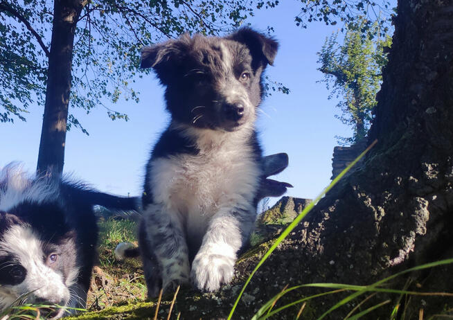 Cudna suczka mottled BORDER COLLIE - przebadani rodz, pełna