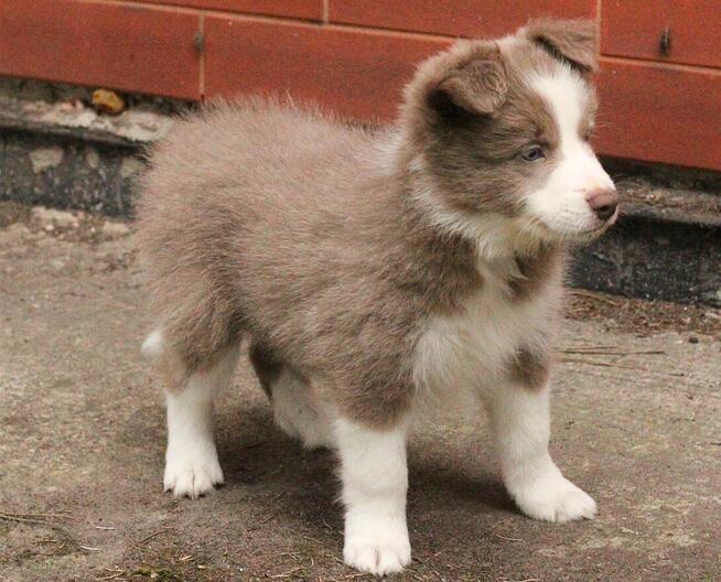 Border collie FCI /ZKwP