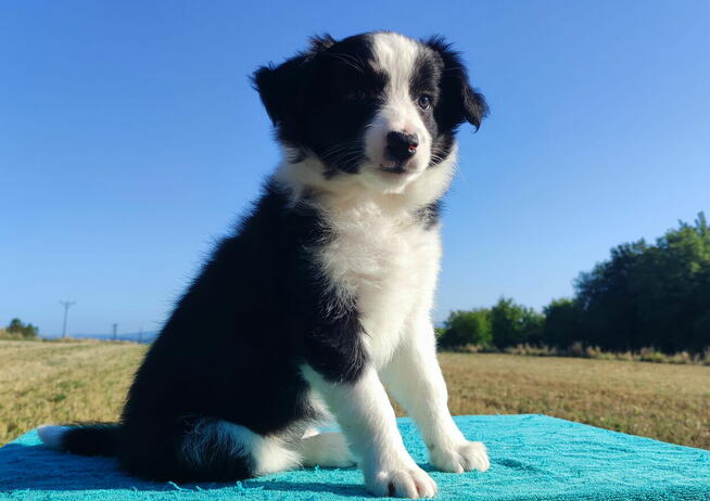 Prześliczna Suczka BORDER COLLIE - pełna dok. super rodzice