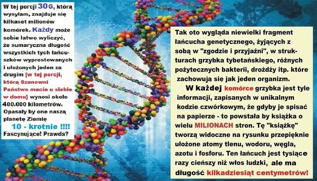 GRZYBEK TYBETAŃSKI w mini-lodówce! wiejskie mleko mleku 30g