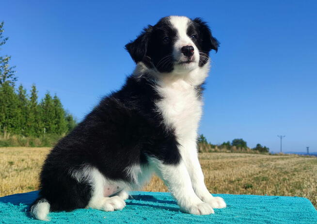 Prześliczna Suczka BORDER COLLIE - pełna dok. super rodzice