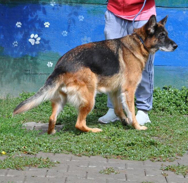 Dora