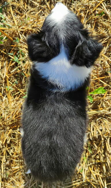 Prześliczna Suczka BORDER COLLIE - pełna dok. super rodzice