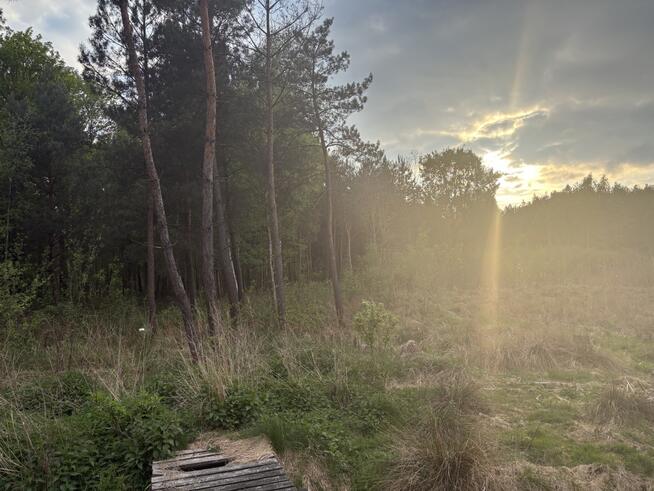 Działka z domem letnim i dużą działką leśną