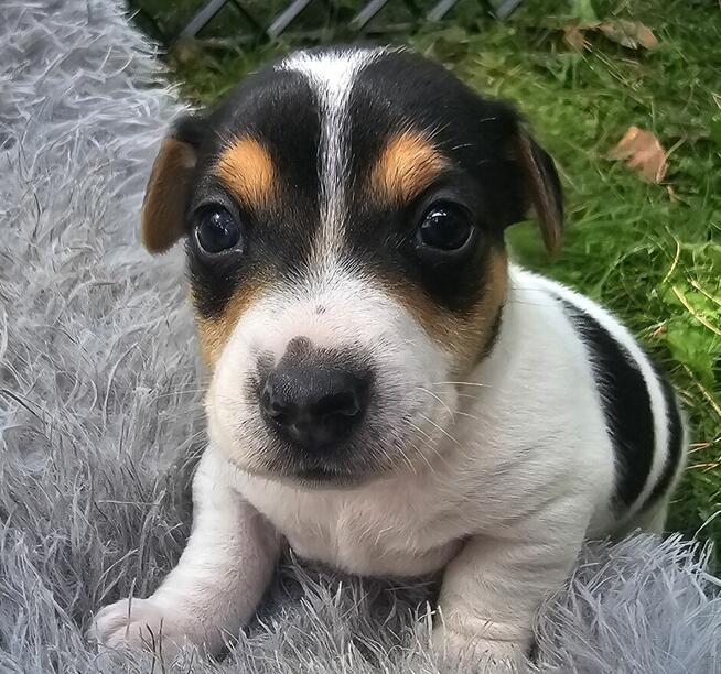 Szczeniaki Jack Russell Terrier