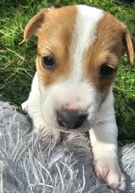 Szczeniaki Jack Russell Terrier