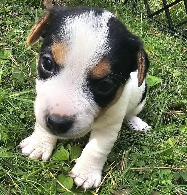 Szczeniaki Jack Russell Terrier